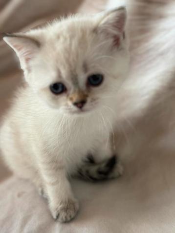 kitten Britse korthaar, Dieren en Toebehoren, Katten en Kittens | Raskatten | Korthaar, Meerdere dieren, Gechipt, 0 tot 2 jaar