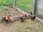 Wyandottes kriel, Dieren en Toebehoren, Pluimvee, Meerdere dieren, Kip
