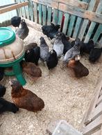 blauw leggers araucana 0499/082381, Dieren en Toebehoren, Vrouwelijk, Kip