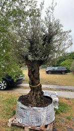 Mega olijfbomen aan stuntprijzen!, Tuin en Terras, Ophalen