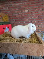 Franse hangoor voedster, Animaux & Accessoires, Lapins