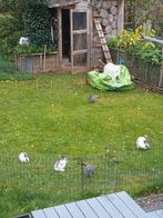 Jonge dwergkonijntjes mogen hun nestje verlaten., Dieren en Toebehoren