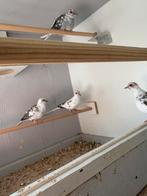 Bonte diamantduiven, Dieren en Toebehoren, Vogels | Duiven