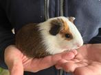 4 cavia’s, Dieren en Toebehoren, Knaagdieren, Cavia, Mannelijk, Tam, Oktober