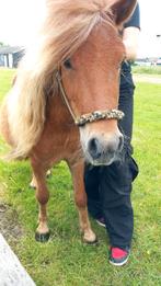 Mooie grote shetlander met stamboom, Ophalen of Verzenden