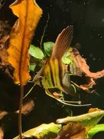 Maanvissen, Dieren en Toebehoren, Vissen | Aquariumvissen