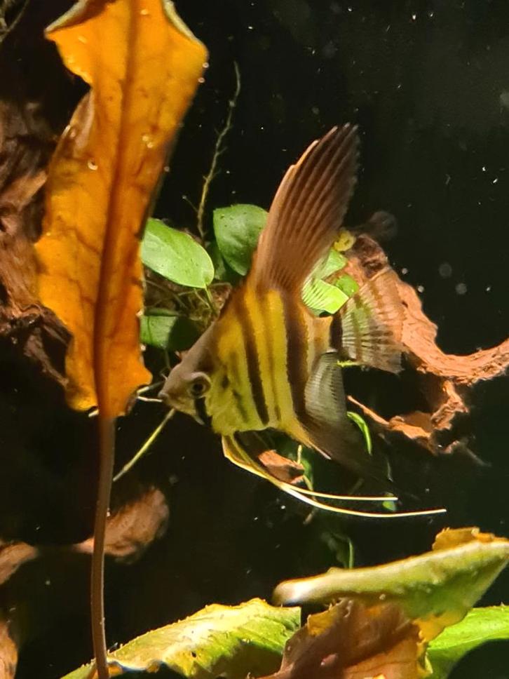 Maanvissen, Dieren en Toebehoren, Vissen | Aquariumvissen