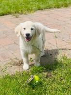 Belgische Golden retriever  pups te koop, Golden retriever, België, CDV (hondenziekte), 8 tot 15 weken