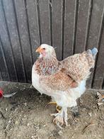 Poules à saumon Brahma, Animaux & Accessoires