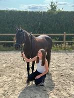 D pony, Dieren en Toebehoren, Merrie, Zadelmak