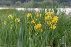 Vijverplanten Gele Iris, Verzenden, Zo goed als nieuw