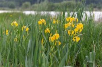 Vijverplanten Gele Iris beschikbaar voor biedingen