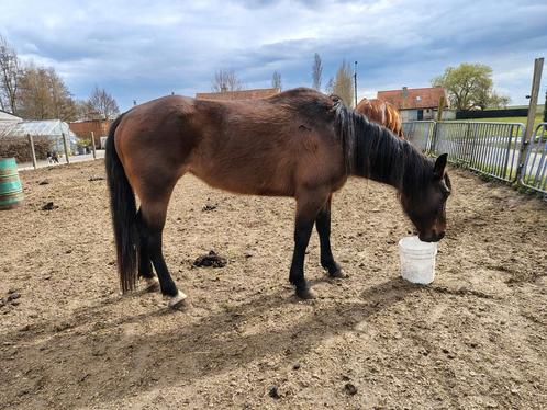 Quarter Merrie AQHA, Dieren en Toebehoren, Paarden en Pony's | Dekhengsten en Fokmerries, Merrie