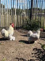 Prachtig toompje raszuiveren én kleurzuivere cochin krielen, Dieren en Toebehoren, Pluimvee