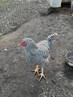 Hanen, amrock, Wyandotte, zijdehoen, bhrama