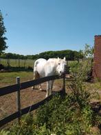 Ter adoptie! Dringend goede thuis gezocht voor 2 merries.