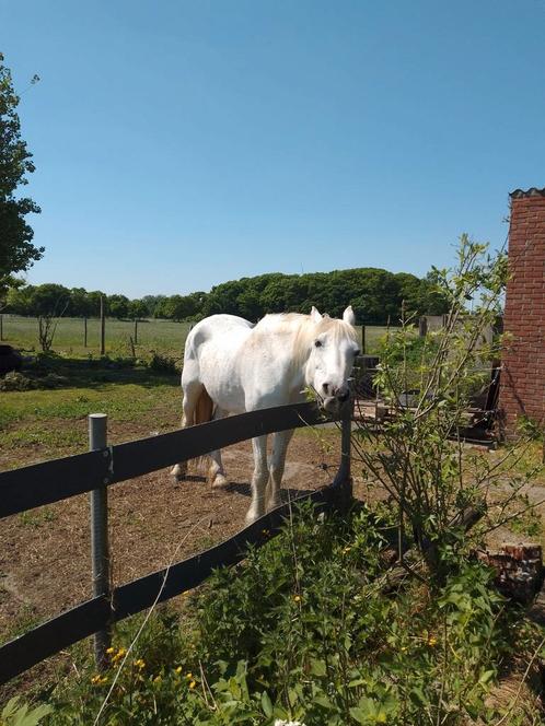 Ter adoptie! Dringend goede thuis gezocht voor 2 merries., Dieren en Toebehoren, Paarden