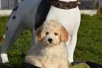 Nouveau nid pour chiots Maltipoo, Hépatite contagieuse (maladie de Rubarth), Autres races, Plusieurs, Belgique