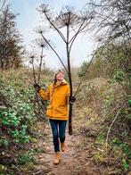 Gedroogde Berenklauw 100 tot 200 cm of kleiner, Tuin en Terras, Planten | Fruitbomen, Ophalen of Verzenden