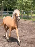 Knap ruintje 2,5j, Dieren en Toebehoren, Ruin