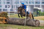 D-pony Rocky (12j) zoekt een 5* huisje, Dieren en Toebehoren, Ruin