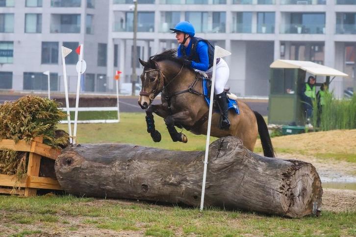 D-pony Rocky (12j) zoekt een 5* huisje, Dieren en Toebehoren, Pony's, Ruin