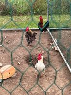 Serama haantjes, Dieren en Toebehoren, Pluimvee, Mannelijk, Kip