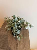 Kunstplantje, Ophalen of Verzenden, Nieuw, Binnen