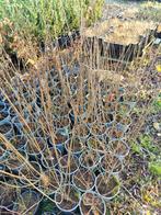 ligustrum vulgare. liguster in pot. 50 stuks., Tuin en Terras, Ophalen of Verzenden, Liguster, Haag, Minder dan 100 cm