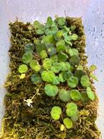 Begonia lichenora 500cc bakje, Dieren en Toebehoren, Ophalen of Verzenden, Nieuw, Tak, Plant, Rots of Steen