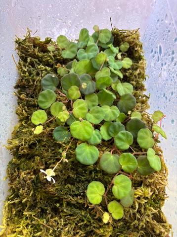 Begonia lichenora 500cc bakje beschikbaar voor biedingen