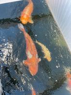 Ochiba 65+cm, Dieren en Toebehoren, Vissen | Vijvervissen