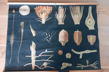 Ancienne affiche scolaire biologique "Mousse", Enlèvement ou Envoi