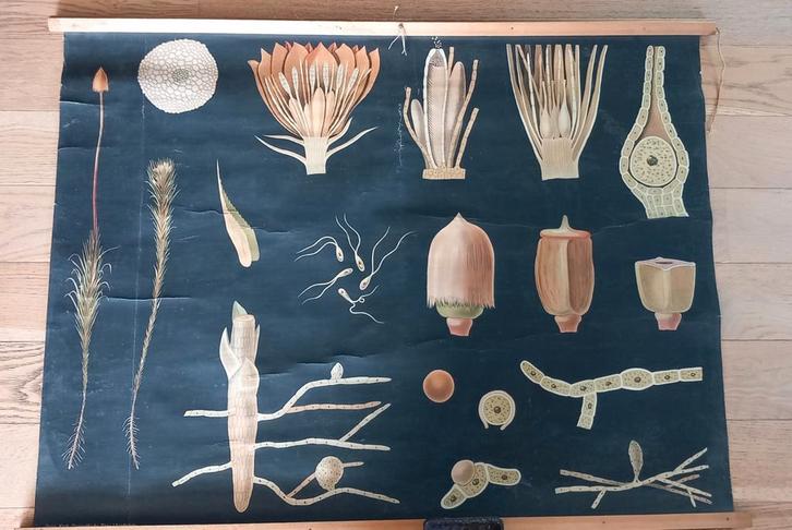 Vintage biologische schoolposter „Moss”, Antiek en Kunst, Antiek | Schoolplaten, Ophalen of Verzenden