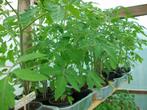 BIOLOGISCHE TOMATENPLANTEN, Tuin en Terras, Planten | Tuinplanten, Ophalen, Groenteplanten, Eenjarig