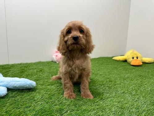 Chiots Cockapoo, Animaux & Accessoires, Chiens | Sans pedigree, Taille moyenne, Plusieurs animaux, Éleveur | Professionnel, Plusieurs