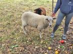 Schapen bok, Dieren en Toebehoren, Mannelijk, Schaap, 0 tot 2 jaar