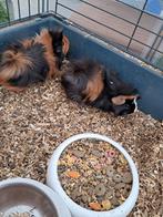 Cavia, Dieren en Toebehoren, Knaagdieren, Januari, Cavia