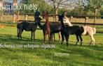 Scheren van alpacas schapen lama’s, Dieren en Toebehoren, Schapen, Geiten en Varkens, Schaap