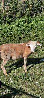 Wiltshire horn ram van 2025 om te ruilen, Dieren en Toebehoren, Schapen, Geiten en Varkens