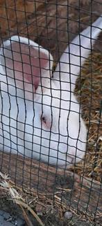 Vlaams-Duitse reus ram, Dieren en Toebehoren