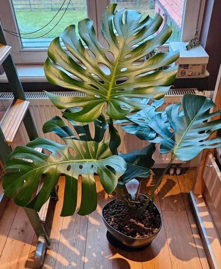 Monstera deliciosa (gatenplant)85cm, Huis en Inrichting, Kamerplanten, Ophalen