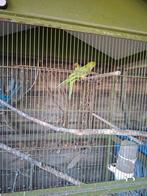 2 Halsband parkieten 25€ stuk⁸groen, Dieren en Toebehoren, Vogels | Parkieten en Papegaaien