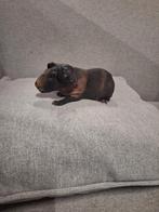 Jonge skinny cavia's *chocolade kleurig, Dieren en Toebehoren, Knaagdieren, Juli, Cavia