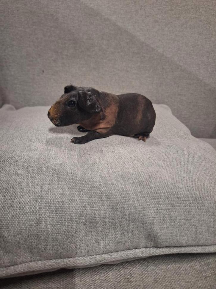 Jonge skinny cavia's *chocolade kleurig, Dieren en Toebehoren, Knaagdieren, Cavia, Juli