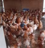 Legkippen leghennen, Dieren en Toebehoren, Pluimvee