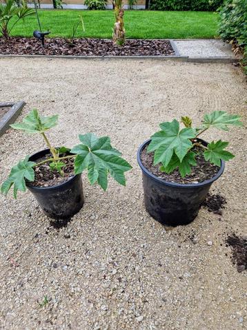 Tetrapanax papyrifera  2stuks 10€ per pot beschikbaar voor biedingen