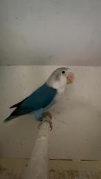 Fischeri blauw /opaline 2025, Mannelijk, Dwergpapegaai of Agapornis, Geringd