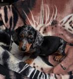 teckel pups,dwerg,merle,reutje, Dieren en Toebehoren, België, Reu, 8 tot 15 weken, Korthaar