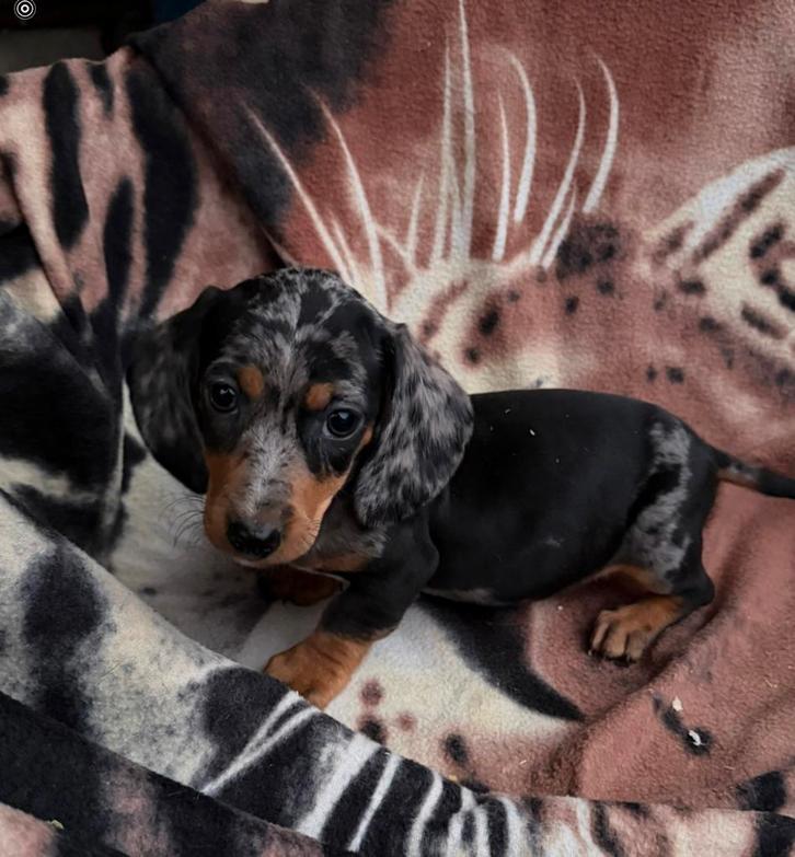 teckel pups,dwerg,merle,reutje, Animaux & Accessoires, Chiens | Teckels & Bassets, Chien (mâle), Poils courts, Nain, Éleveur | Professionnel